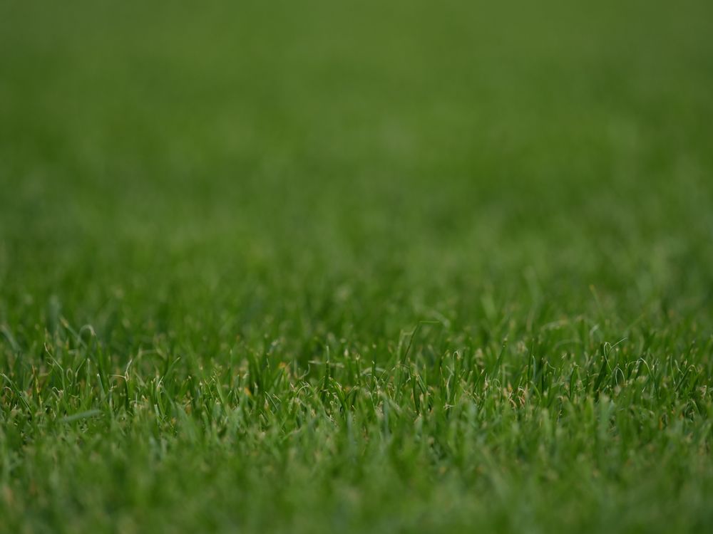 Artificial Grass